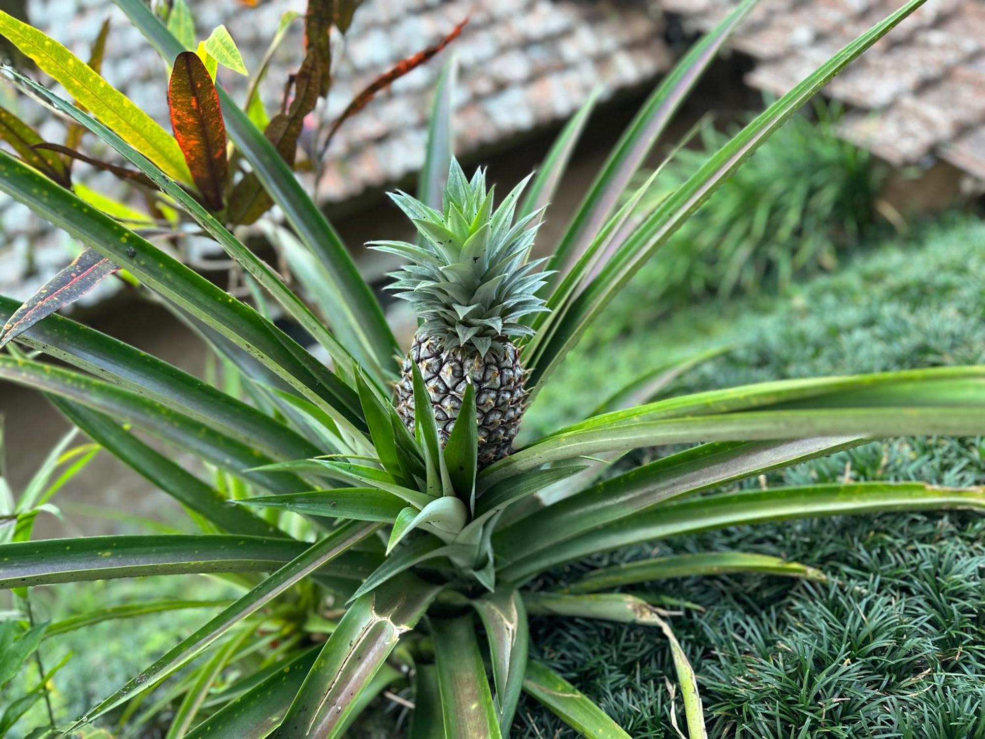 Villa Oemah Tepi Sawah Jatiluwih Exterior foto