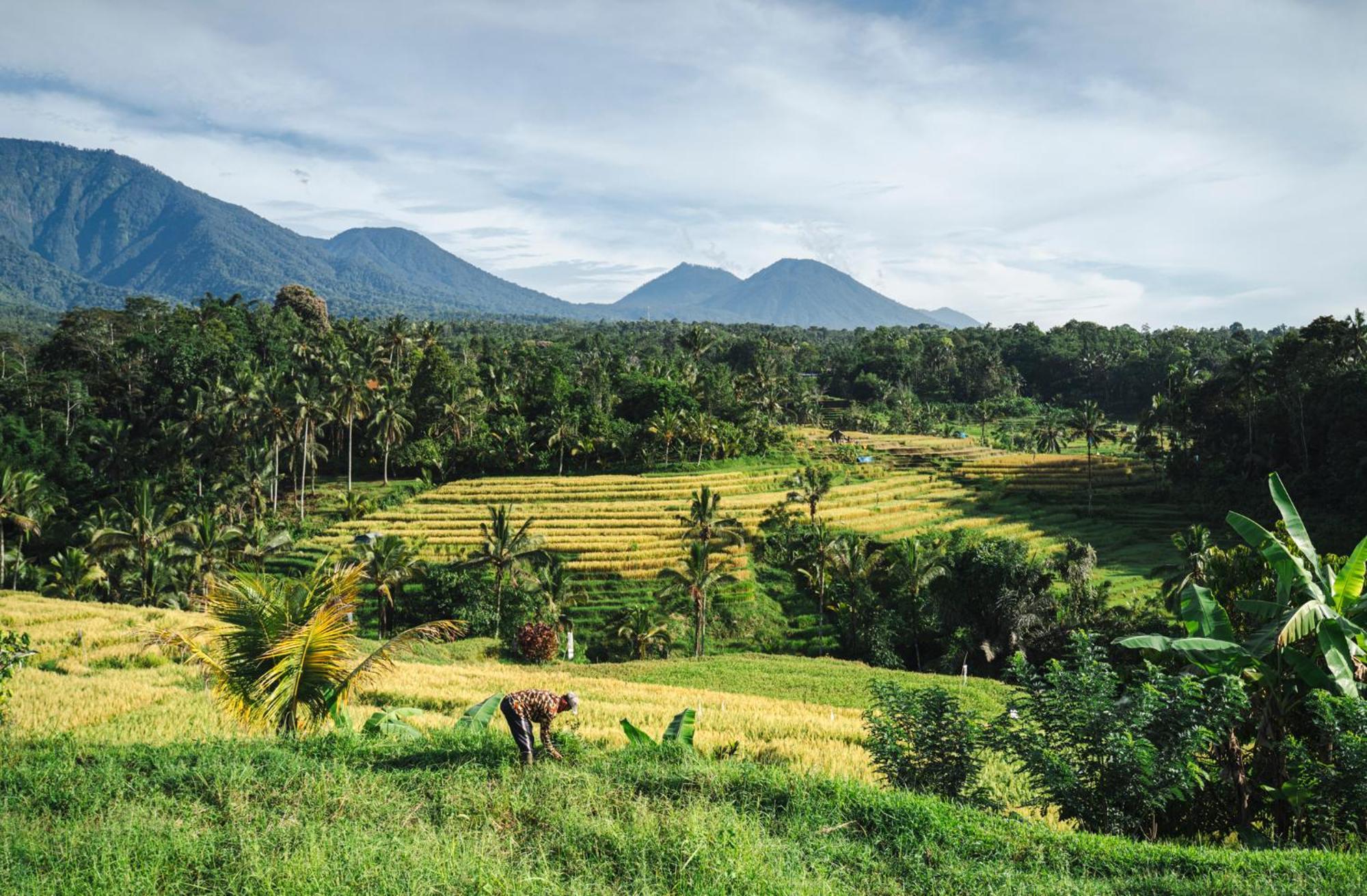 Villa Oemah Tepi Sawah Jatiluwih Exterior foto